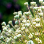 picture redirection plugin 150x150