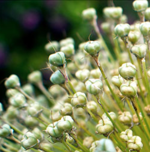 picture redirection plugin